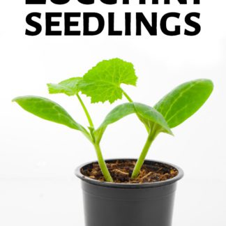 Zucchini Seedlings In A Pot, On White Background
