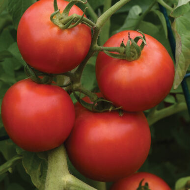 New Girl Slicing Tomatoes
