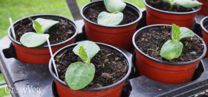 Squash Seedlings In Pots 2x