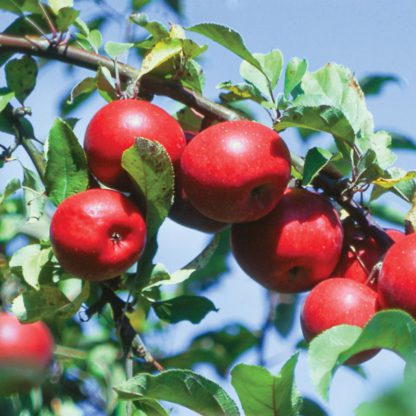 Rome Apple Tree