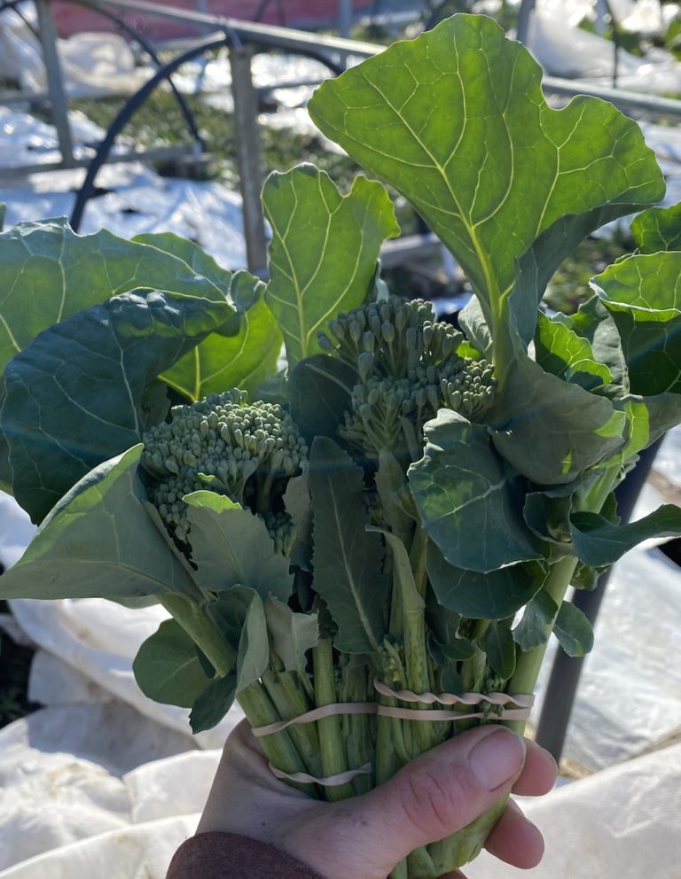 Broccolini