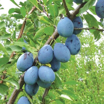 Stanley Purne Plums Tree