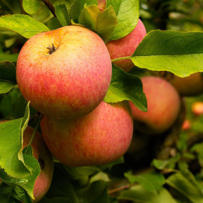 Fuji Apples Tree