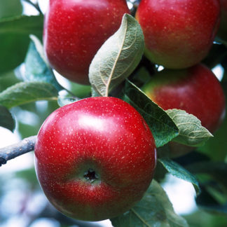 Red Del Apples