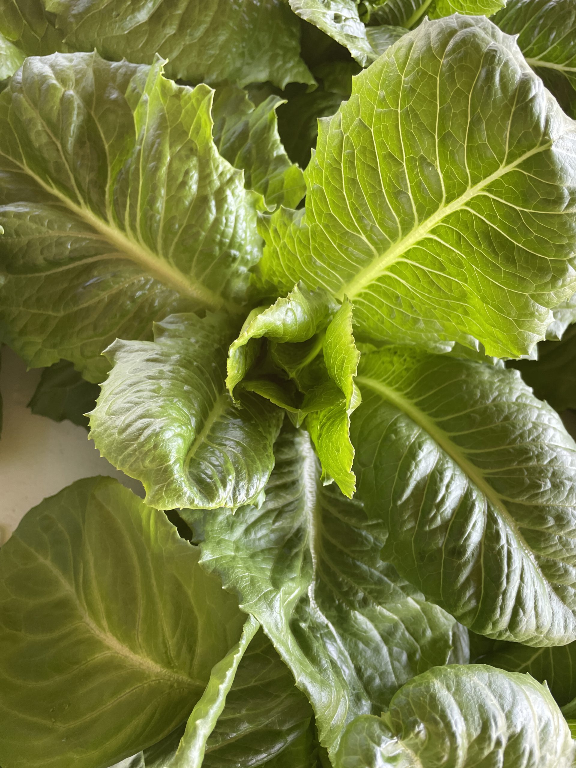 Romaine Lettuce
