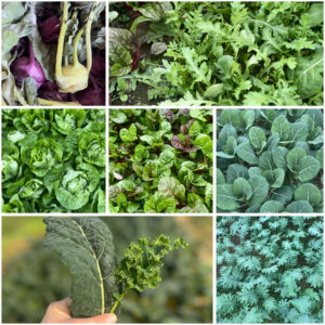 Cooper Farm CSA - Fall