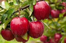 Smith's Orchard Red Delicious Apples