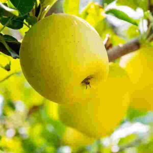 Smith's Orchard Golden Delicious Apples