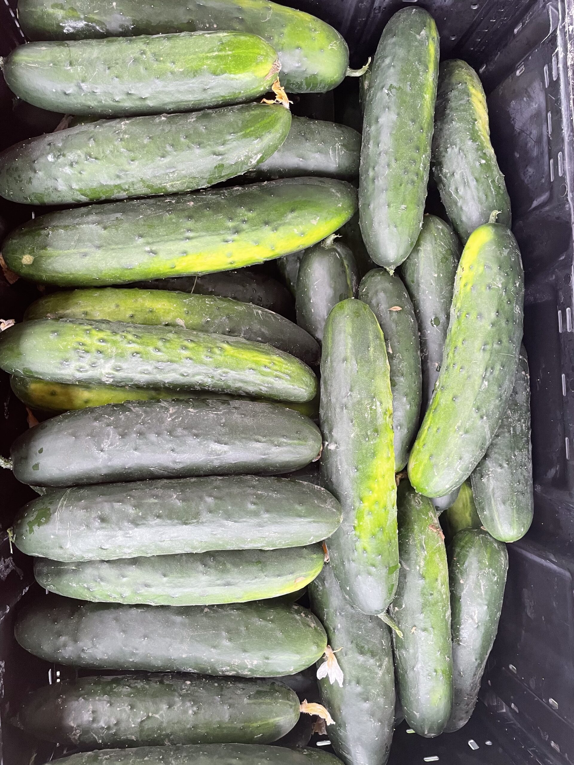 Cooper's Cucumbers