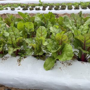 Cooper's Swiss Chard