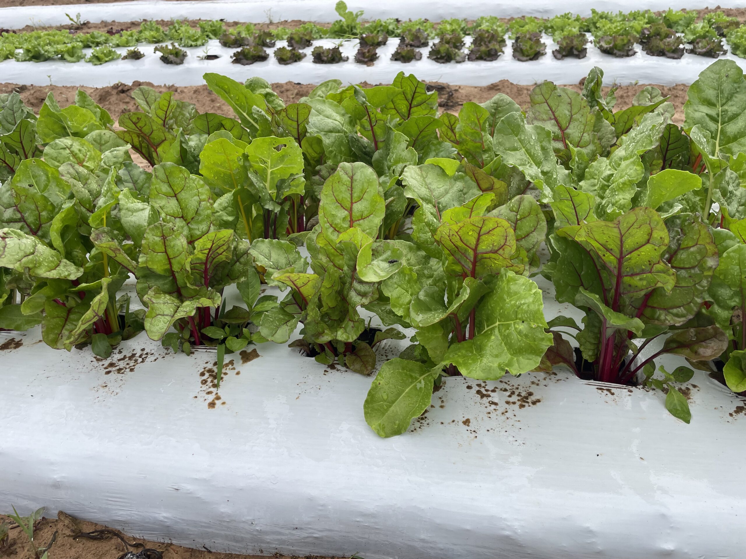 Cooper's Swiss Chard
