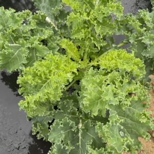 Cooper's Kale