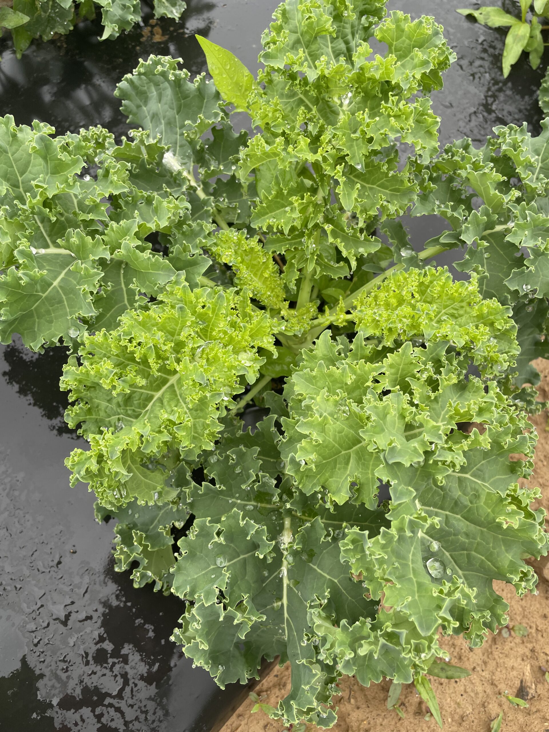 Cooper's Kale