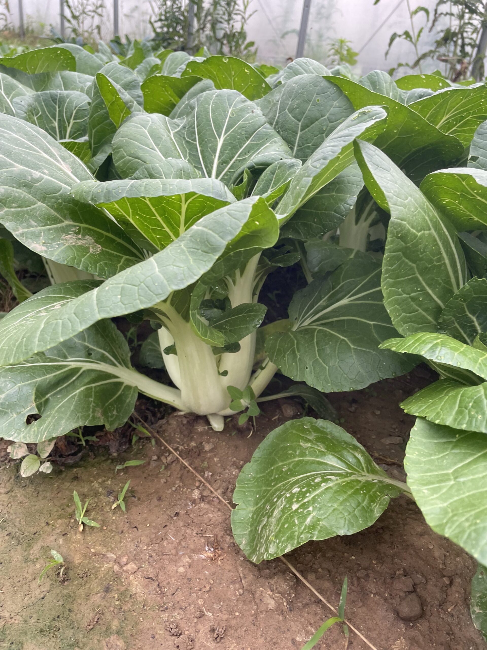 Cooper's Bok Choi