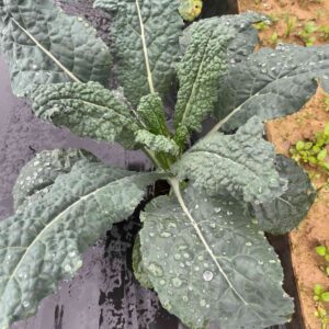 Cooper's Tuscan Kale