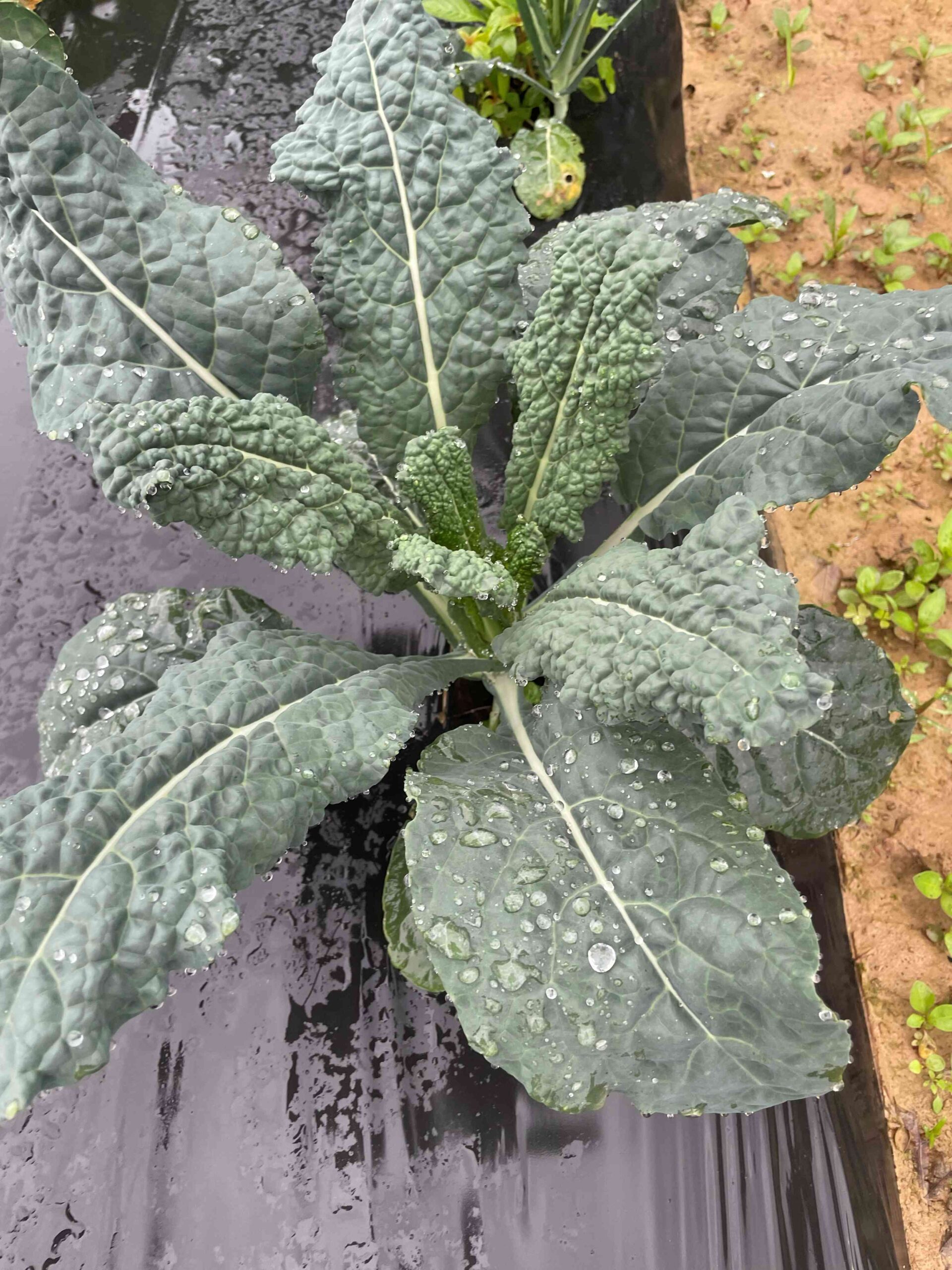 Cooper's Tuscan Kale