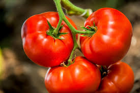 Cooper's Red Tomatoes