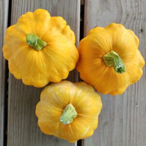 Cooper's Pattypan Squash