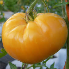 Cooper's Yellow Tomatoes