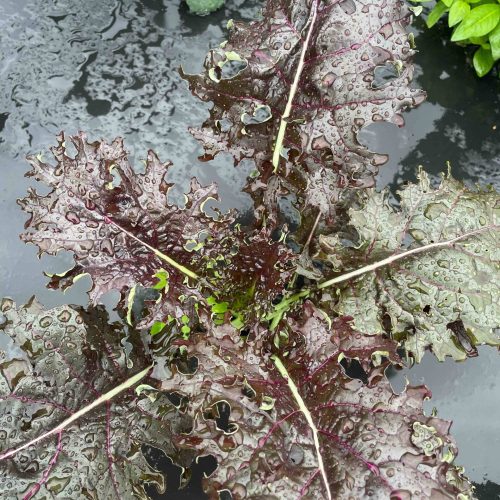 Red Kale