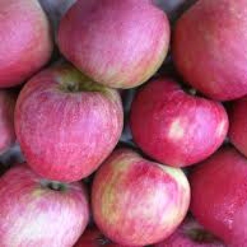 Smith orchard stayman apples