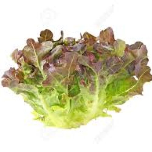 Red Oak Lettuce