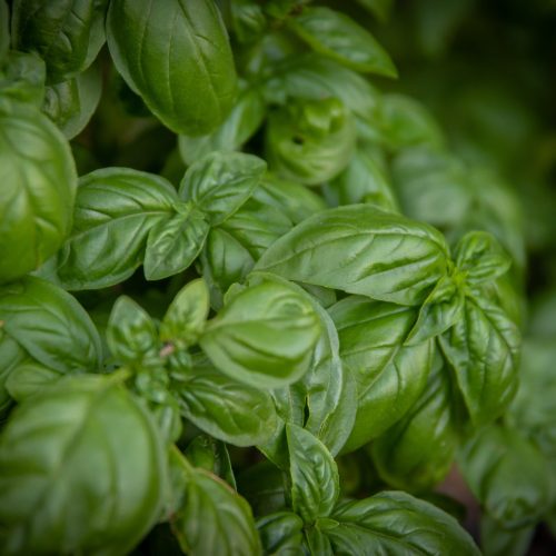 Italian Basil