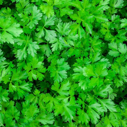 Parsley,grows,in,the,garden.,it,is,grown,outdoors,in