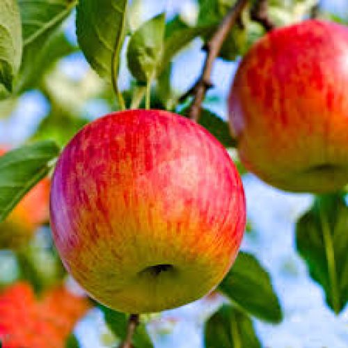 smith orchard fuji apples 3