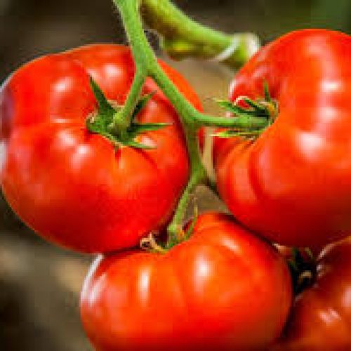 tomatoes
